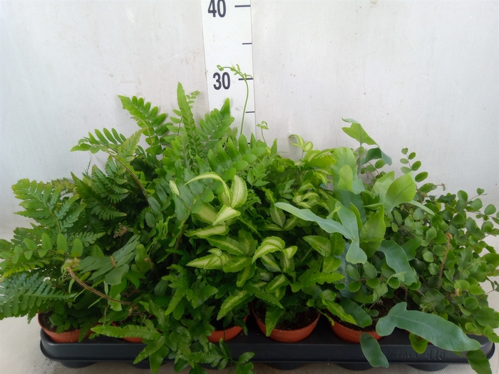 <h4>Ferns   ...mix</h4>