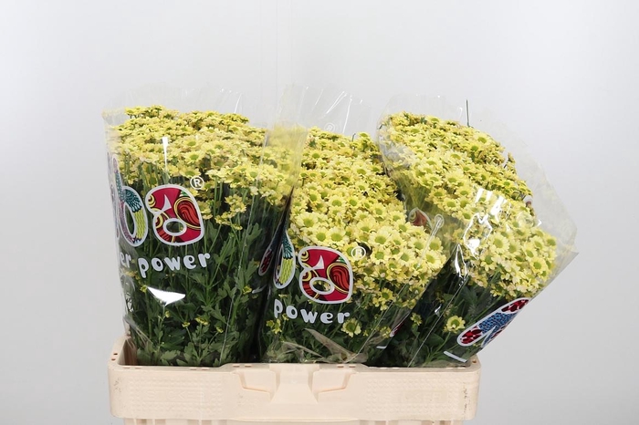 <h4>Chr San Mad Nyaka Cr</h4>