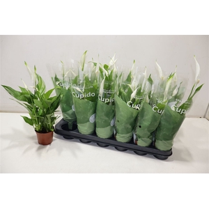 Spath Pearl Cupido