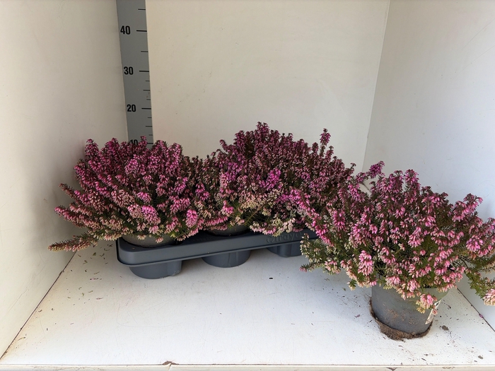 <h4>ERIC CARNEA</h4>