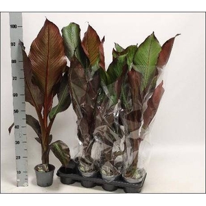 ENSETE VENT MAURELII