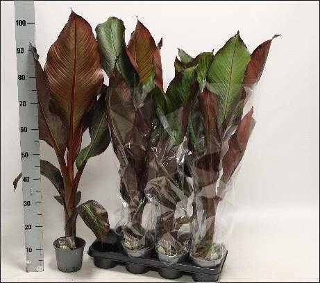 <h4>ENSETE VENT MAURELII</h4>