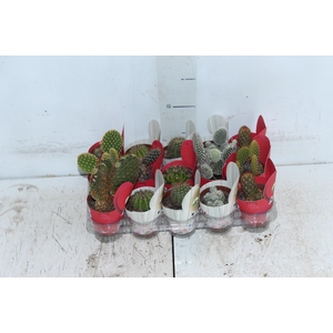 CACTUS MINI P06