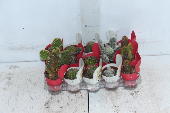 <h4>CACTUS MINI P06</h4>