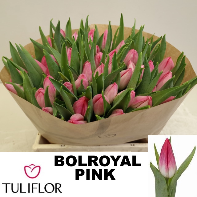 <h4>TU EN BOLROYAL PINK</h4>