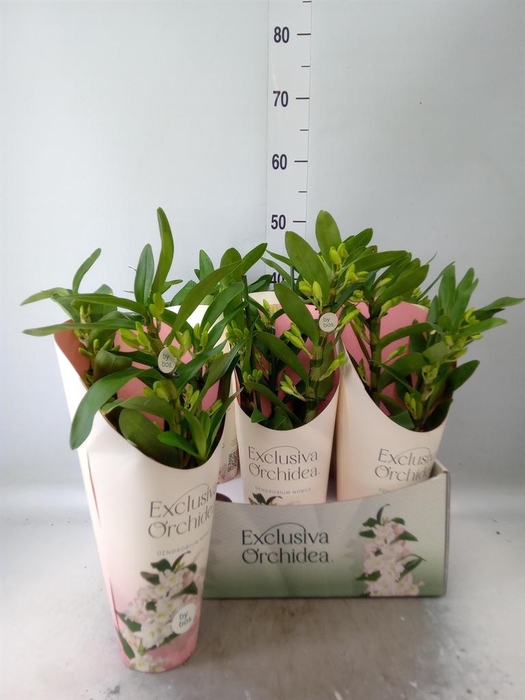 <h4>Dendrobium nob. 'StarCla Apollon'</h4>
