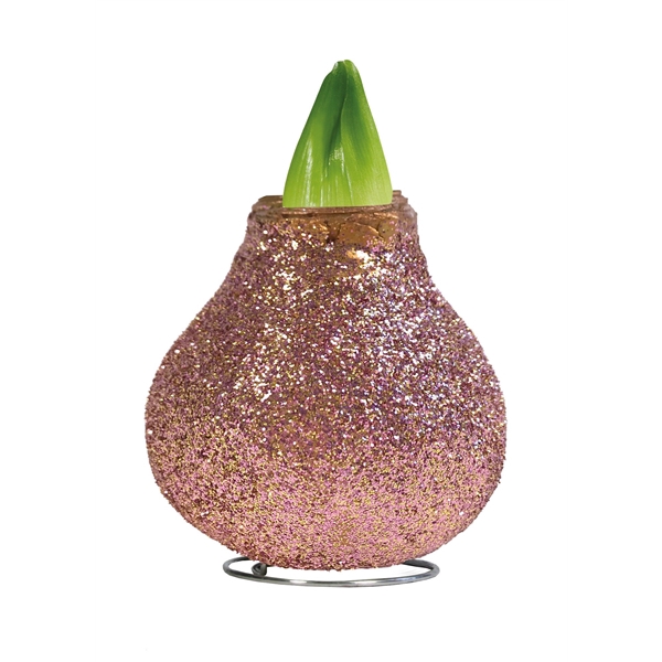 <h4>Amaryllis Touch of Wax Magic Rose Gold 6x1, rode bloem, Tray 236</h4>