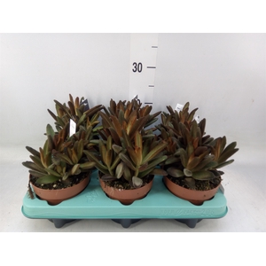 Kalanchoe NF tomentosa