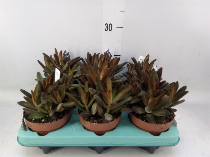 <h4>Kalanchoe NF tomentosa</h4>