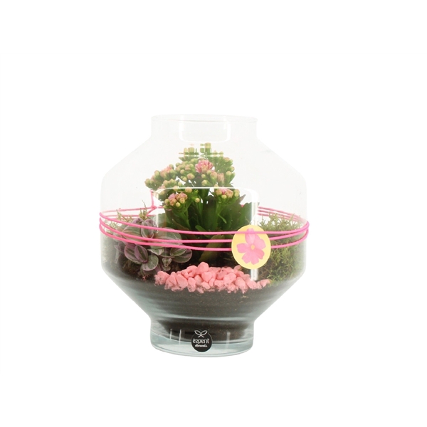 <h4>31537: Color circus arrangement</h4>