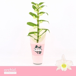 Dendrobium Nobilé, Apollon 1-spike 'Orchid Collection' Potcover