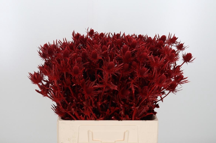 <h4>Eryn Orion Kl Bh Rood</h4>