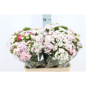 Di Barb Mix Rainbow Light Pink