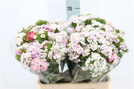 <h4>Di Barb Mix Rainbow Light Pink</h4>