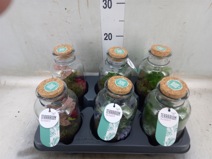<h4>Arr.   Planten L%</h4>