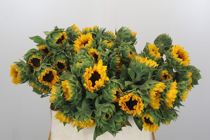 Helianthus Orange Fire