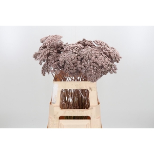 Ammi Zaad Kl Bh Champagne