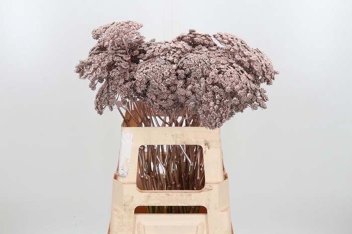 <h4>Ammi Zaad Kl Bh Champagne</h4>