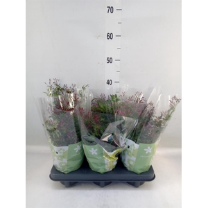 Jasminum polyanthum   ...rose