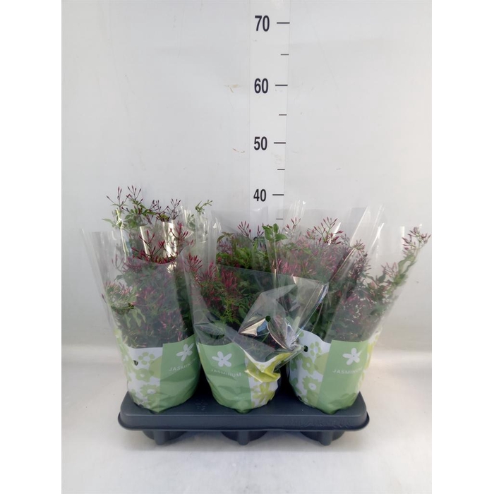 <h4>Jasminum polyanthum   ...rose</h4>