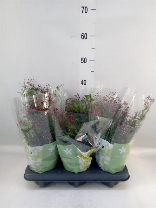 Jasminum polyanthum   ...rose