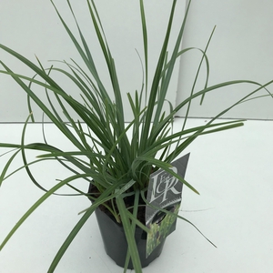 Sesleria Heufleriana