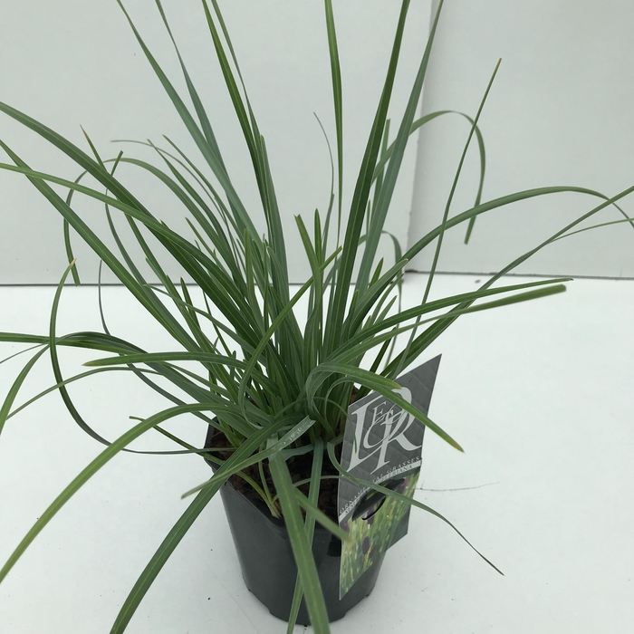 <h4>Sesleria Heufleriana</h4>