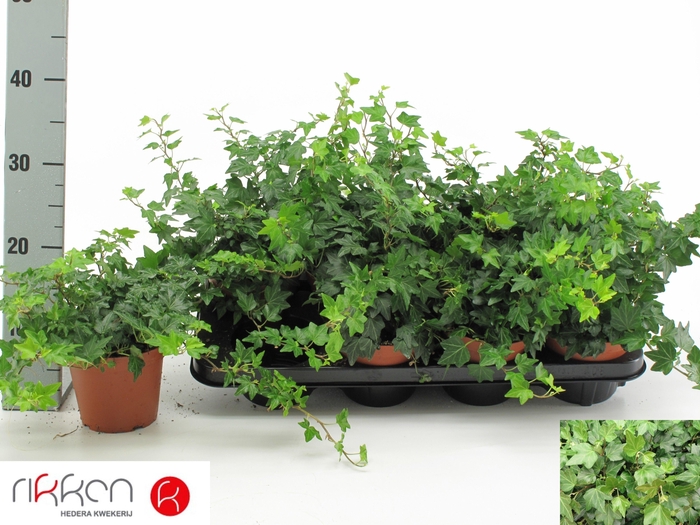 <h4>HED HE BRENDA</h4>