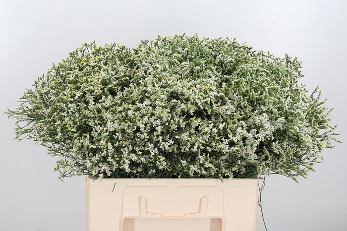 <h4>Lim Sin China White</h4>