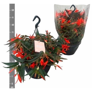 Begonia Tuberhybrida Grp Bonfire