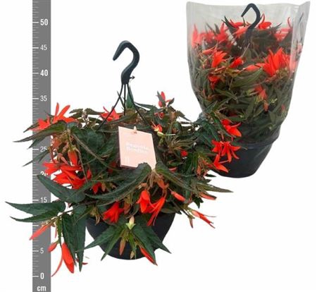 <h4>Begonia Tuberhybrida Grp Bonfire</h4>