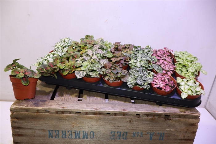 <h4>arr8 Fitt Gem 7 Kl</h4>