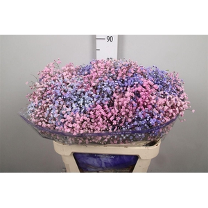 Gyps Rb Light Pink Light Purple