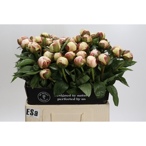 Paeonia Elsa Sass
