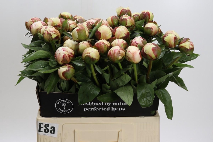<h4>Paeonia Elsa Sass</h4>