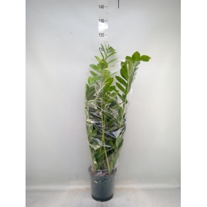 Zamioculcas zamiifolia