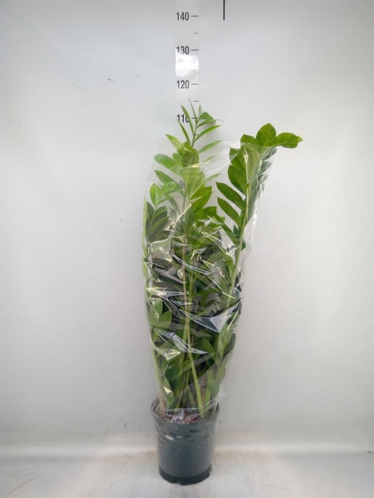 <h4>Zamioculcas zamiifolia</h4>
