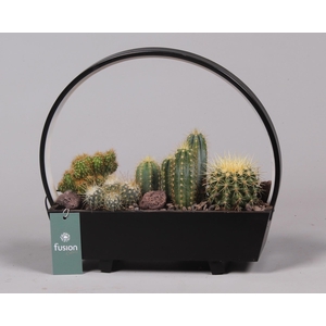Lamp LED boog hout met Cactus mix