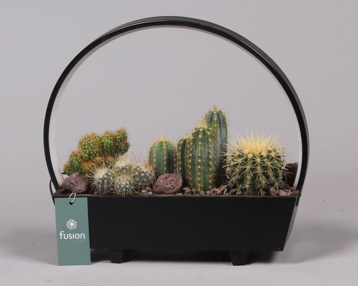 <h4>Lamp LED boog hout met Cactus mix</h4>