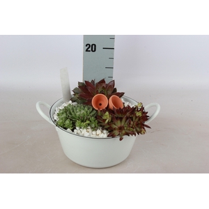ARR SEMPERVIVUM