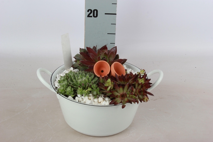 <h4>ARR SEMPERVIVUM</h4>