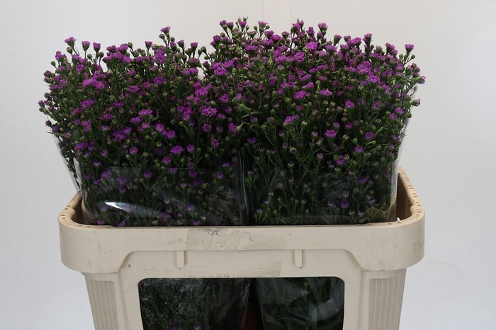 <h4>Aster Baby Pink</h4>