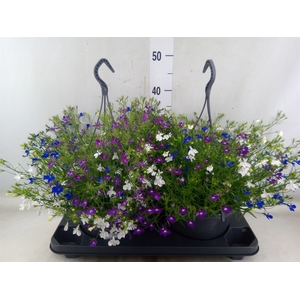 Lobelia  'Trixi Fashion'