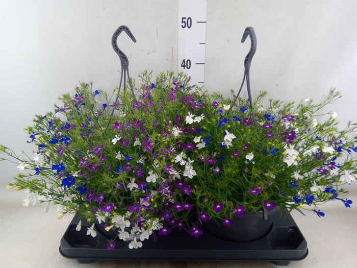 <h4>Lobelia  'Trixi Fashion'</h4>