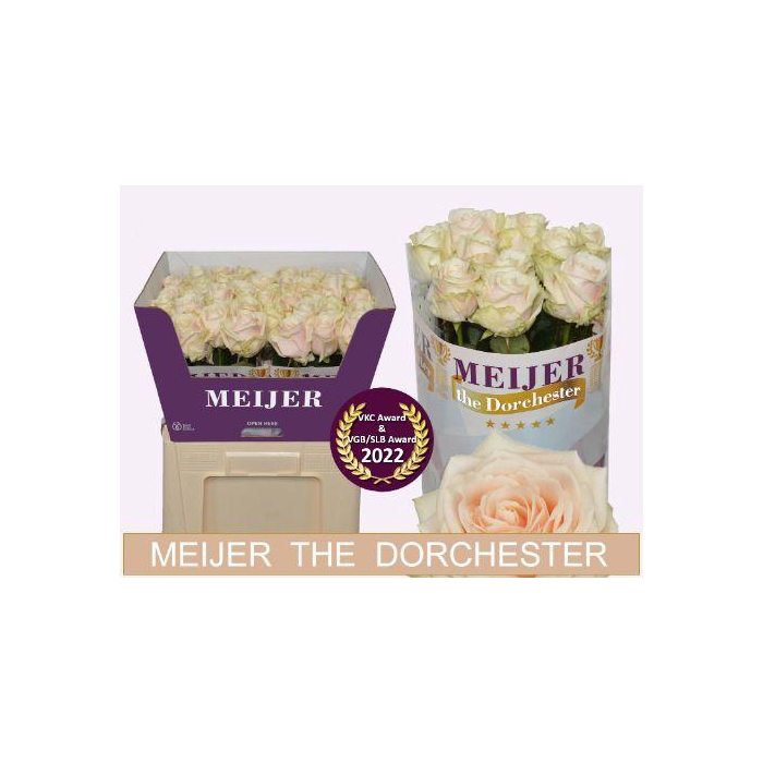 <h4>R Gr Dorchester+</h4>