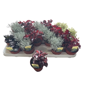 VASTE PLANTEN OV