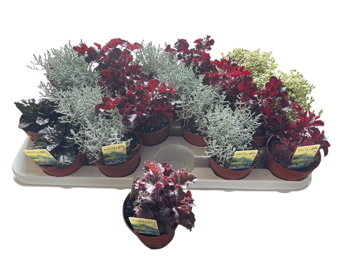 <h4>VASTE PLANTEN OV</h4>