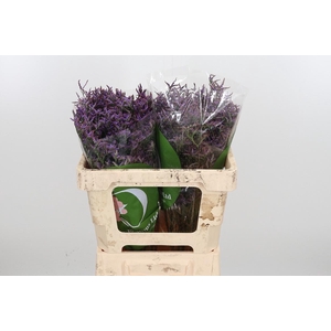 Lim Safora Dark Blue