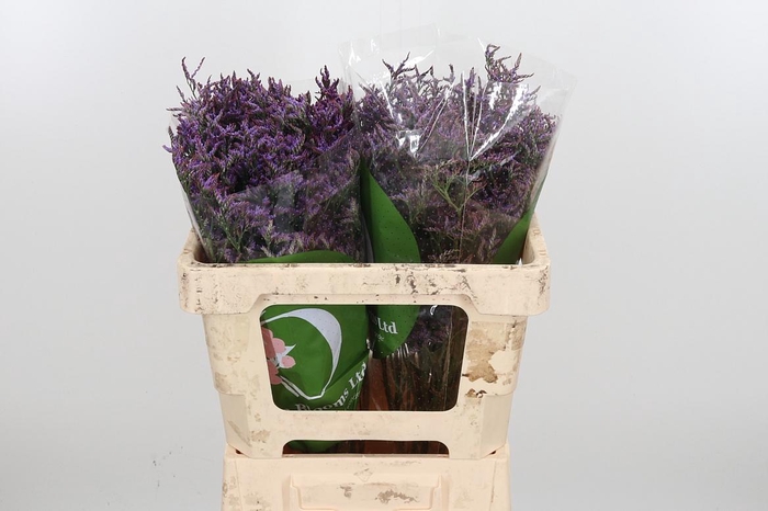 <h4>Lim Safora Dark Blue</h4>