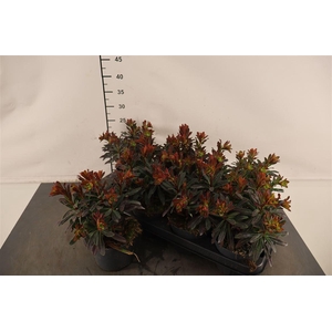 Euphorbia Purpureum 12 Cm. Pot